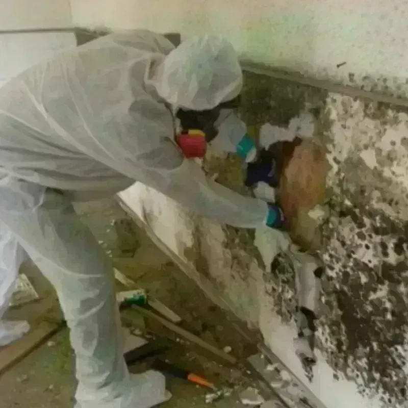 Mold Remediation and Removal in Lake County, IL